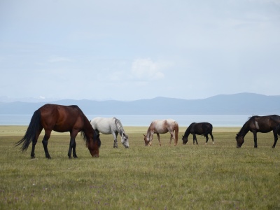 Along the Nomad Land